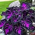 Rare Hosta Flower Seeds, Fast Growing Likes Humid Environment Unique and Beautiful Leaves Perennials Plantain Rare Lily Flowe