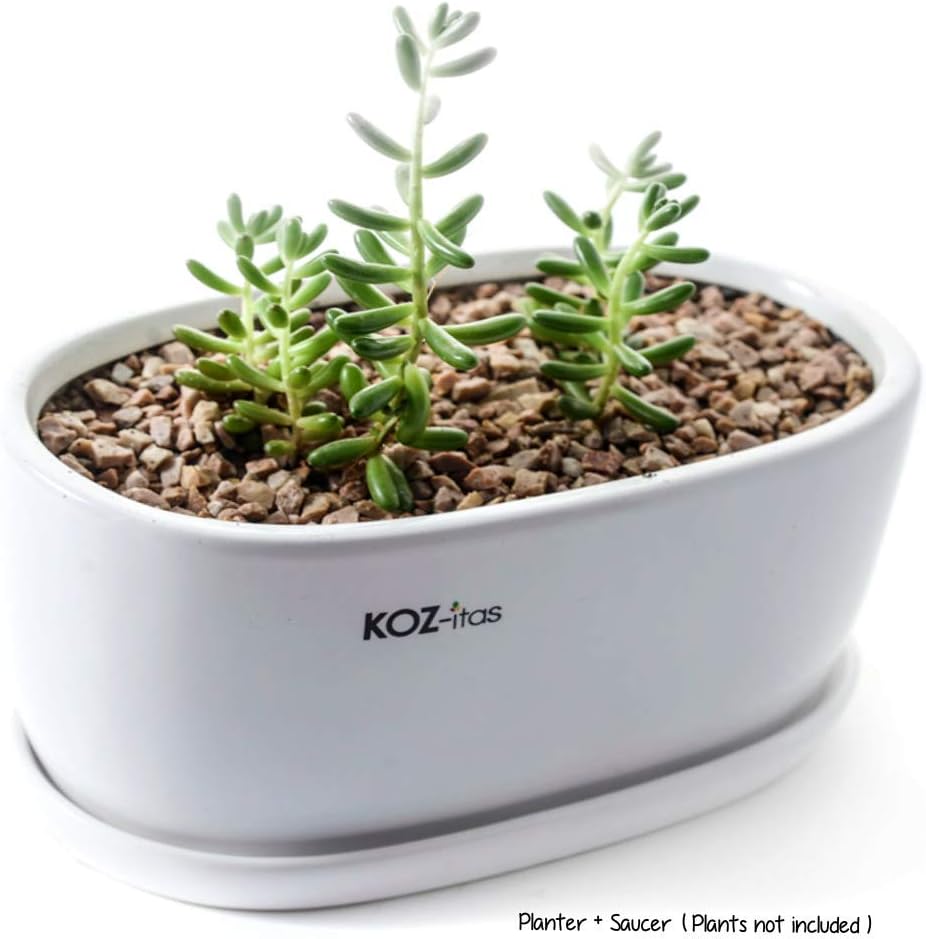 Best Bonsai Garden Box