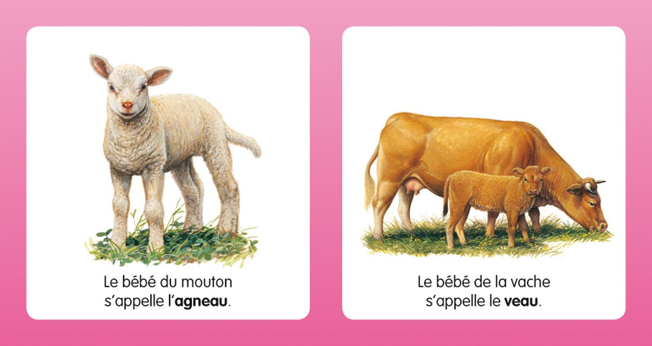 Mon Petit Imagier Des Bebes Animaux Images Et Mots Boos Andre Amazon Com Books