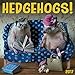 Hedgehogs 2017 Wall Calendar