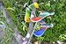Balancing Bird Toy 6.5 Inch Wing Span-Colors May Vary by C&H Solutions