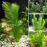 Promotion!!! 500 seeds mixed aquarium fish tank grass seeds water Aquatic plant seed