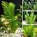 Promotion!!! 500 Seeds Mixed Aquarium Fish Tank Grass Seeds Water Aquatic Plant Seed