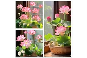 KCT GARDEN Lotus Flower Seeds, 32+ Bowl Lotus Seeds, Water Lily Seeds