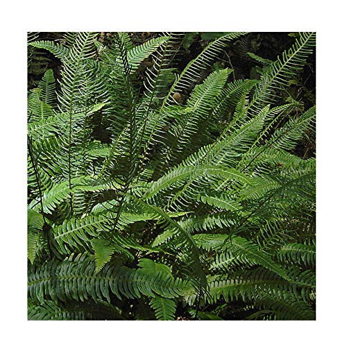 Blechnum spicant 11cm Pot Size