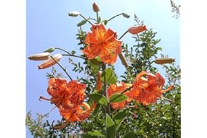 Lily Flower Bulbs 3 XL Tiger Lilies Orange Black Florist Flowers Ready to Plant