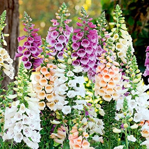 Amazon Com Foxglove Flower Seeds 5500 Heirloom Seeds Per Packet Non Gmo Seeds Garden Outdoor