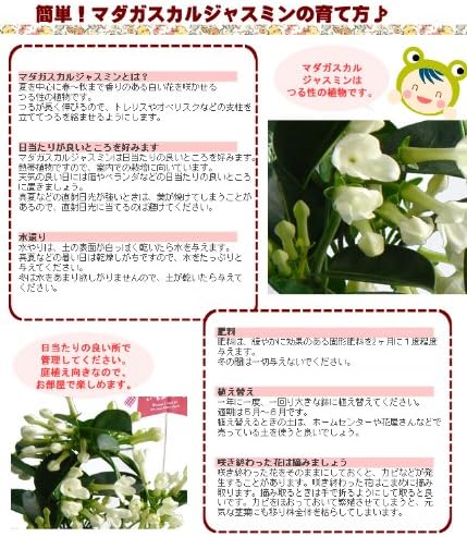 Amazon M60 遅れてごめんね マダガスカルジャスミン花鉢 香りの良い可憐な白いお花 母の日ギフト 再入荷 観葉植物 オンライン通販