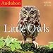 Audubon Little Owls 2019 Calendar