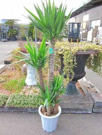 すべての美しい花の画像 ぜいたくユッカ エレファン ティ ペス