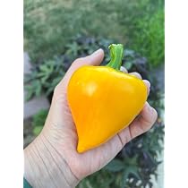 Amazon.com : Lesya Orange Ukrainian Paprika Sweet Pepper Premium ...