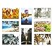Best Paper Postcards 40 Pack Nature Bulk, Blank Travel Postcards for Mailing, 20 Assorted Scenic Photos, Four Seasons (4x6 In)