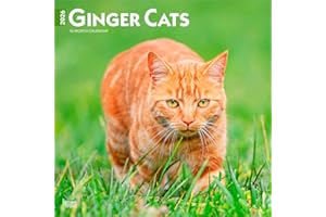 Ginger Cats | 2026 12 x 24 Inch (Hanging) Monthly Square Wall Calendar | Plastic-Free | BrownTrout | Animals Kittens Feline Pets
