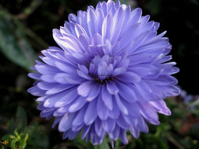 Staudenkulturen Wauschkuhn Aster novi-belgii 'Marie Ballard