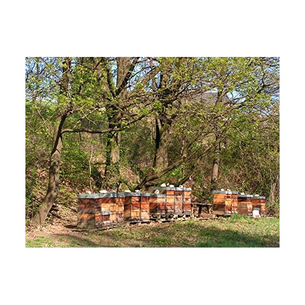 Imkern leicht gemacht! Das ganze Wissen über die natürliche Bienenhaltung . Mit vielen Bauanleitungen für Magazinbeuten… – Bild 3