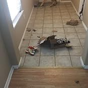 Amazon.com : Primal Pet Foods Freeze-Dried Canine Beef