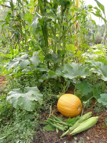 Three Sisters Growing Method in Raised Beds - Container Garden Club