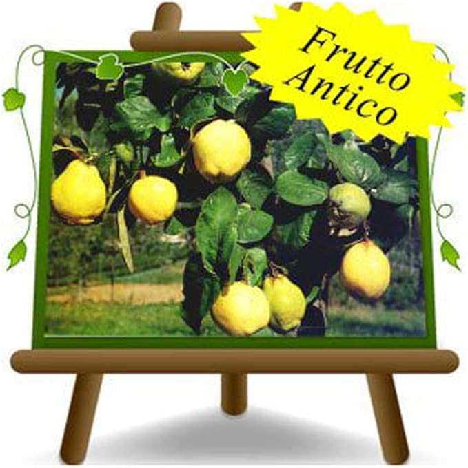 Melo Cotogno O Cydonia Oblonga - Foto 5