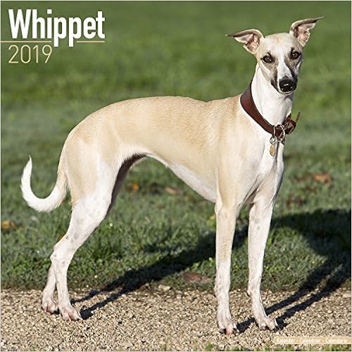 Whippet Calendar - Dog Breed Calendars - 2018 - 2019 Wall Calendars - 16 Month by Avonside Whippet Calendar - Dog Breed Calendars - 2018 - 2019 Wall Calendars - 16 Month by Avonside