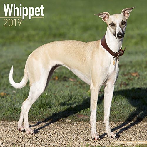 Whippet Calendar 2019 (Square)
