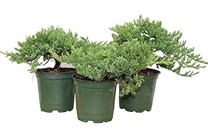 BONSAI OUTLET Windswept Juniper Bonsai Trees - Easy to Care for, Responds Well to Wiring and Reshaping, Strictly an Outdoor Bonsai Tree, 4-inch Plastic Pots, 3 Tree Set