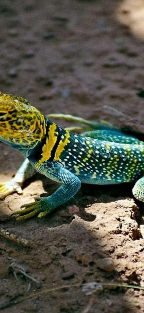 PeelitStickit Lizard, Animal Wall Murals ID-083, vinyl