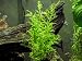 Water Sprite aka Indian Water Fern (Ceratopteris thalictroides) - 6 to 8 inch Bunch - Live Aquarium Plant by Aquatic Arts