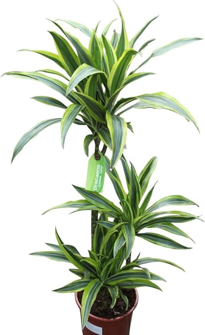 Plante D Interieur Plante Pour La Maison Ou Le Bureau Dracaena Fragrans Citron Citron Vert Hauteur 1 2 M Amazon Fr Jardin Plante D Interieur Plante Pour La Maison Ou Le Bureau Dracaena Fragrans Citron Citron Vert Hauteur 1 2 M Amazon Fr Jardin