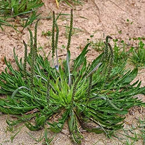 Plantago Coronopus 10cm Cuerno de Ciervo Planta Natural en ...