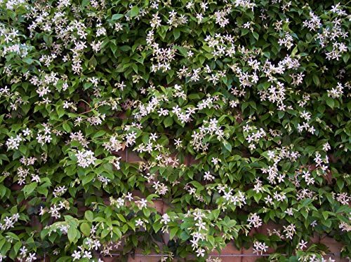Live Star Jasmine aka Trach. jasminoides - Staked Plant Fit 05 Gallon Pot