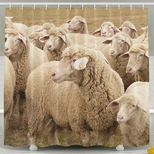 Xiaobaby A Lovely Group Of Sheep Funny Shower Curtain 6072inch