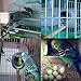 Parakeet Nesting Box, Bird Nest Breeding Box Cage Wood House for Finch Lovebirds Cockatiel Budgie Conure Parrot, 8'' X 5'' X 5''
