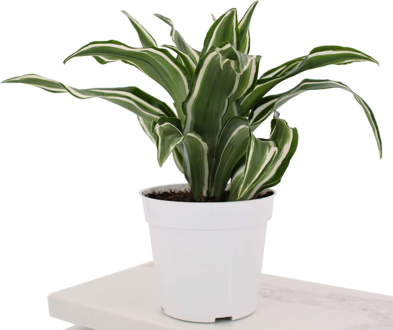 Houseplant Homestead Dracaena Kanzi, Dragon Plant, Rosette