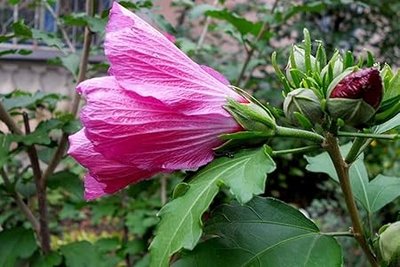 Amazon Co Jp A0 特大 ポスター アオイ科の植物の花のつぼみ 壁紙ウォールステッカーポスター A0 11x841mm Generic Amazon Co Jp A0 特大 ポスター アオイ科の植物の花のつぼみ 壁紙ウォールステッカーポスター A0 11x841mm Generic