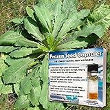 Wild Lettuce Seeds (Lactuca virosa) 20+ Medicinal Herb Seeds in FROZEN SEED CAPSULES for the Gardener & Rare Seeds Collector, Plant Seeds Now or Save Seeds for Years