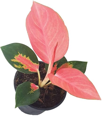hawaiian umbrella bonsai tree Hawaiian Umbrella Bonsai Tree Land/Water Pot