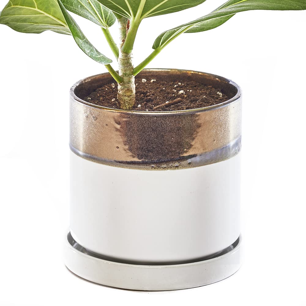 CHIVE Minute Ceramic Planter Pot  Cute 5 Colorful Succulent Pots for Indoor & Outdoor House Plants  Beautiful Modern Farmhouse Kitchen Decor  Bronze and White