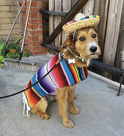 Mexican Hat Dog Clearance, 51% OFF 