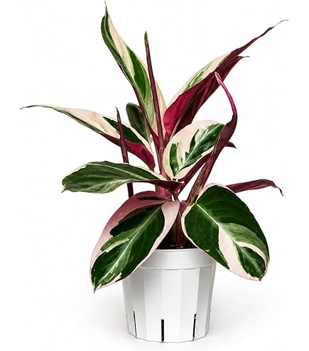 calathea philodendron Red Diamond Philodendron  Plant Detectives