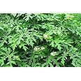 3 Healthy Cuttings Organic Chaya Tree Spinach Cnidoscolus aconitifolius