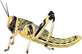 Livefoods4u XL Locust Live Food 100 (35-50mm) for Reptiles view 8