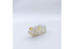 ZONYANSO Natural Animal Skull Real Bone Specimen Taxidermy Fox Skull Raccoon Dog Skull Cat Skull Mink Skull Turtle Skull Science Education Special Gift (Mink Skull)