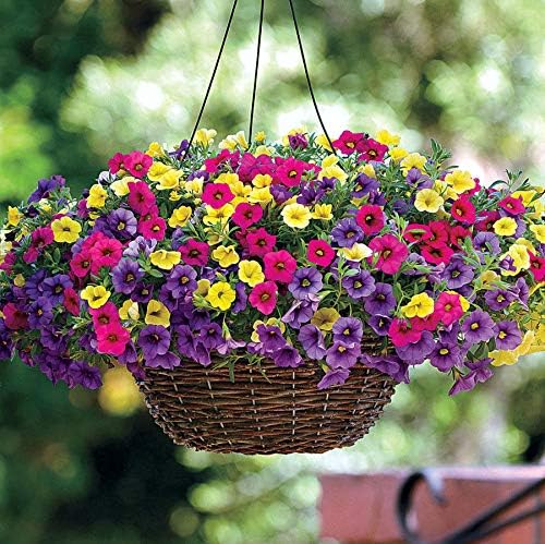 Portal Cool 2: 100Pcs Pink Yellow Mini Calibrchoa Million Bells Annual Flower Seeds Multicolor