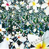 BLESS(初回限定盤)(DVD付)