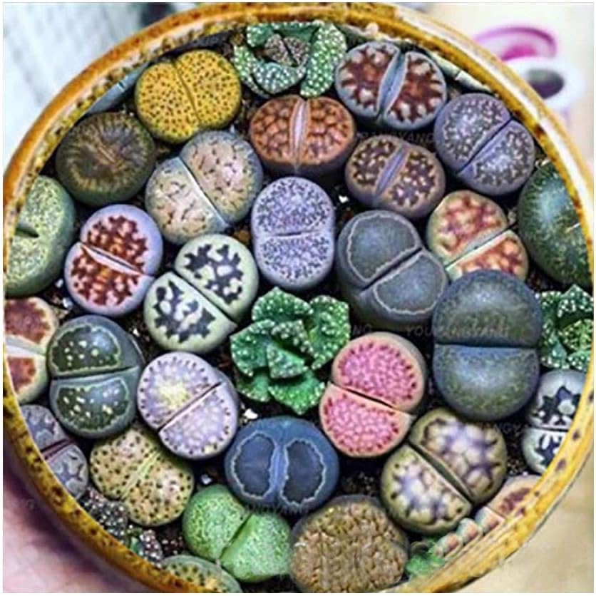 Kloius 50PCS Home Garden Balcony Lithops Bonsai Mini Rare Succulent Plants Seeds Flowers