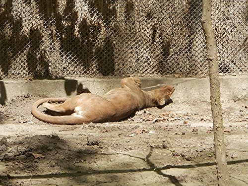Home Comforts LAMINATED POSTER Deprive Lie Zoo Poster 24x16 Adhesive Decal