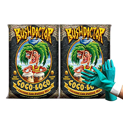 extra large money tree Pachira aquatica 'Money Tree' main image 0