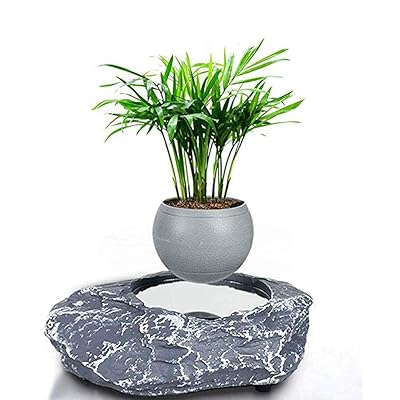 ficus microcarpa ginseng bonsai care Ficus microcarpa 5in Ginseng Bonsai – Cornell Farm