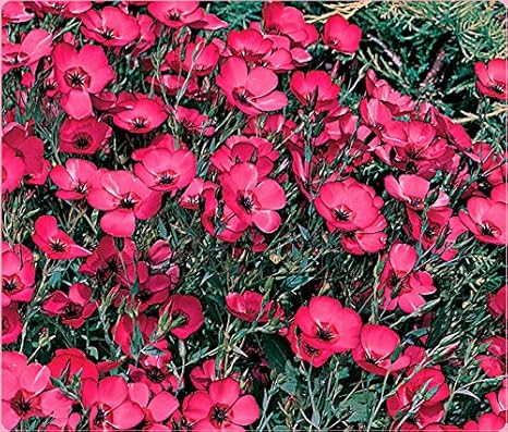 Amazon 亜麻仁 スカーレット ヒアイル野生の花 赤い亜麻仁 バルクフラワーシード400ct 花