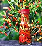 30+ Tabasco Hot Pepper Seeds Heirloom Non-GMO Red